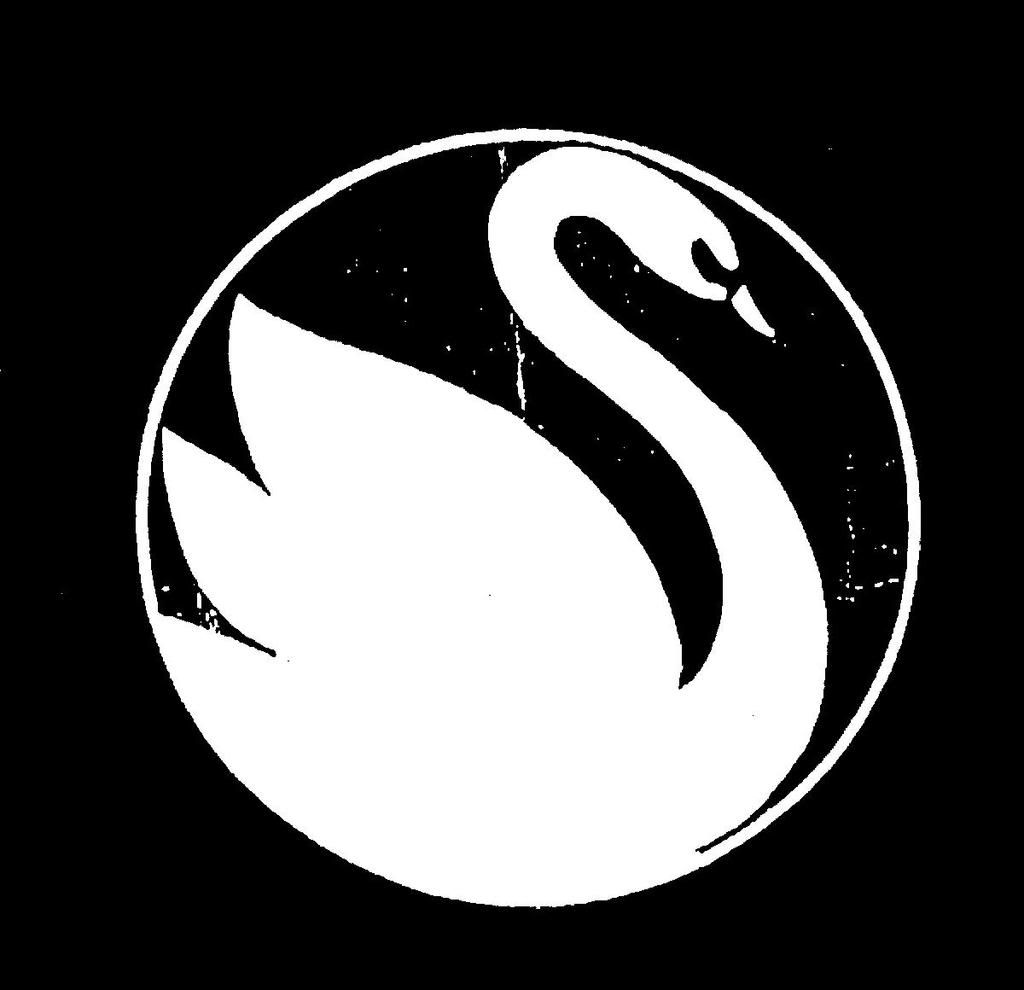  The picture of white swan